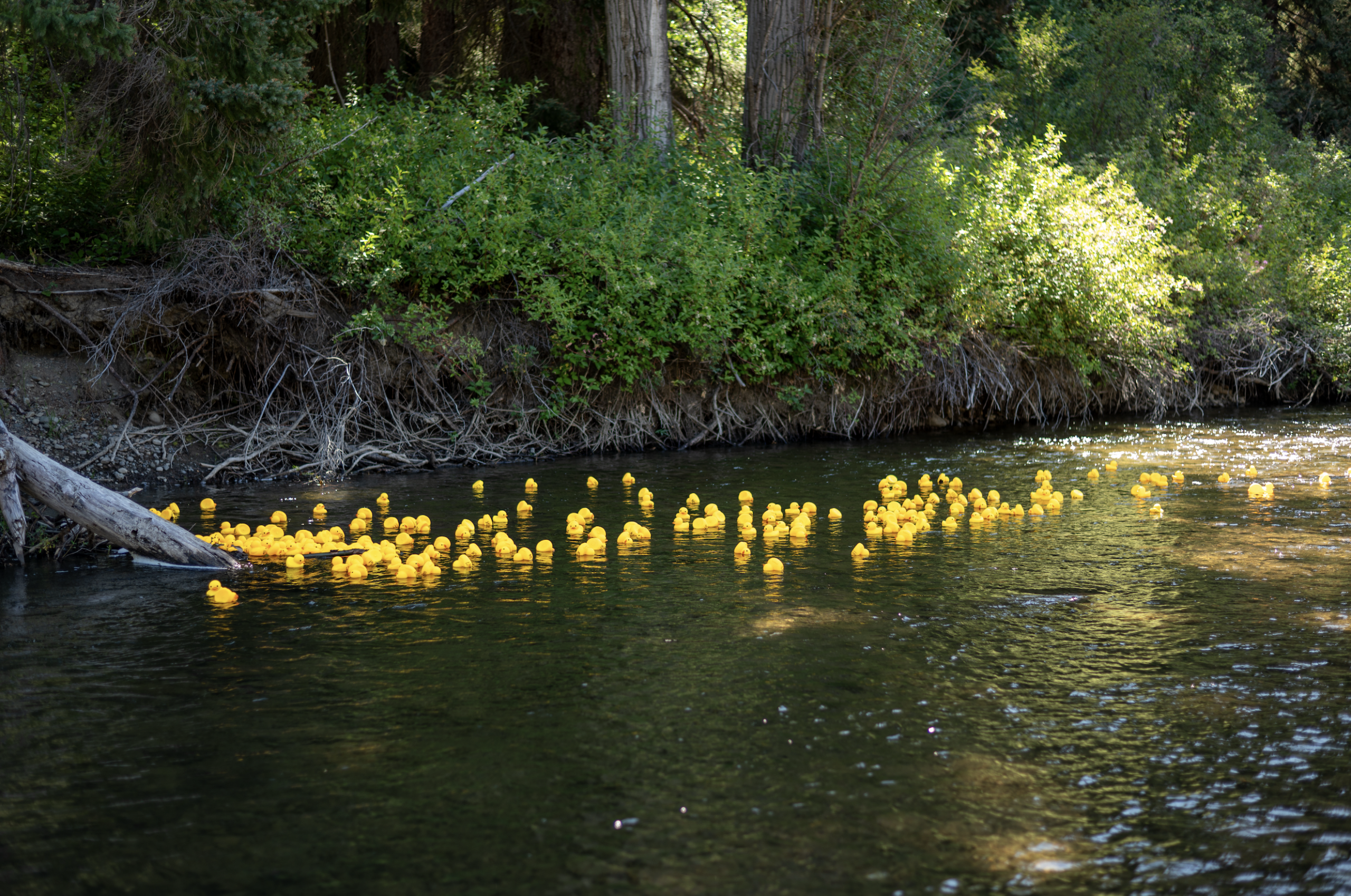 eastgate bc 2025 community day duck race fundraiser for eastgate fire protection society 28